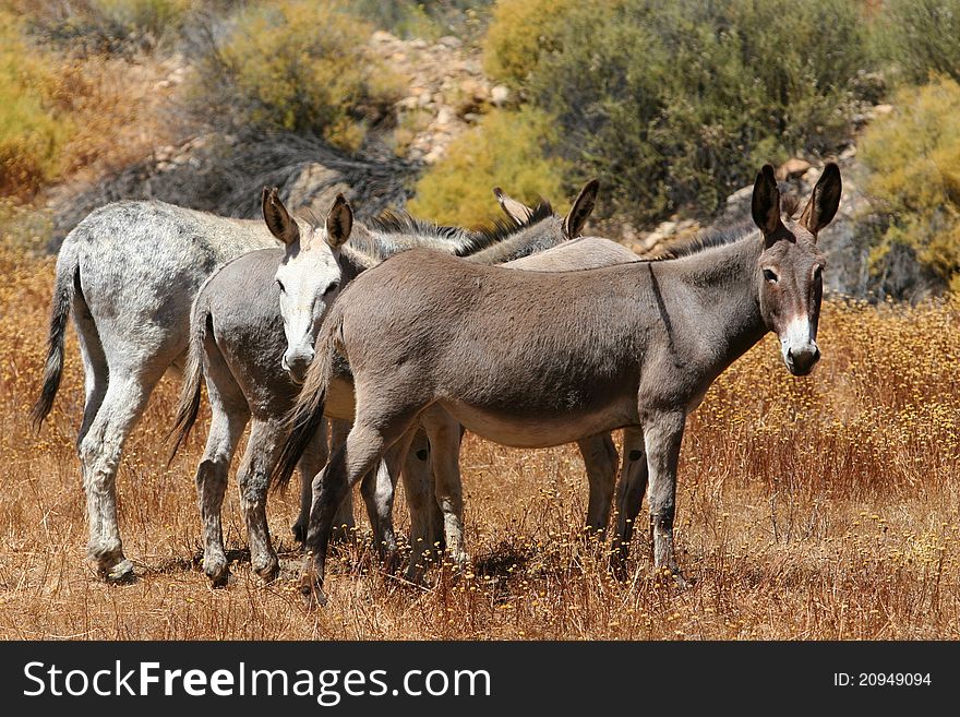 Four donkeys standing donkeys in sunlight