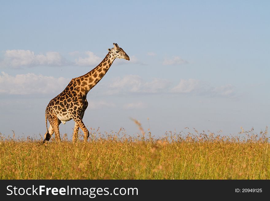 A lone giraffe bull walking through the grass. A lone giraffe bull walking through the grass