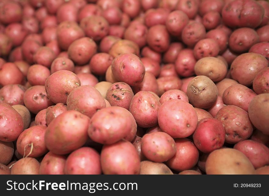 Red potatoes ready for the consumer. Red potatoes ready for the consumer