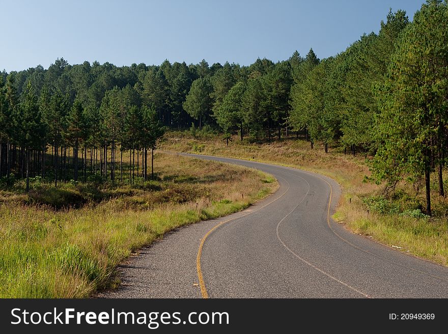 A tarmac road winding through a green pine forest. A tarmac road winding through a green pine forest