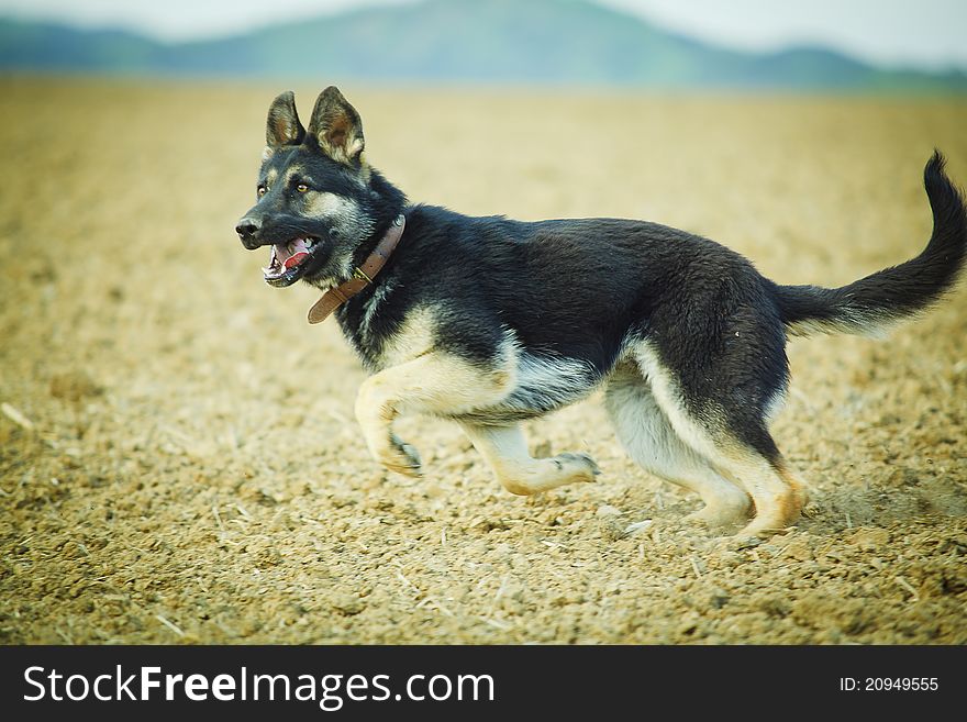 German shepherd running around the field. German shepherd running around the field