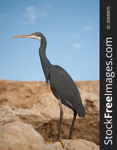 Image of dark heron on the stones in egypt. Image of dark heron on the stones in egypt