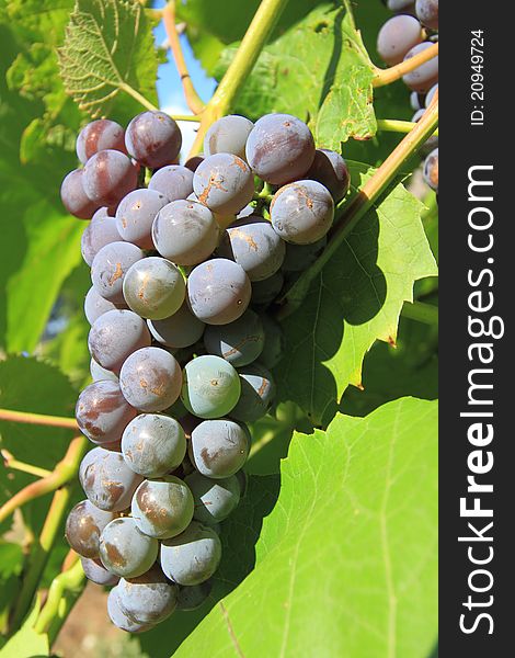 Cluster of grapes against grape leaves. Cluster of grapes against grape leaves
