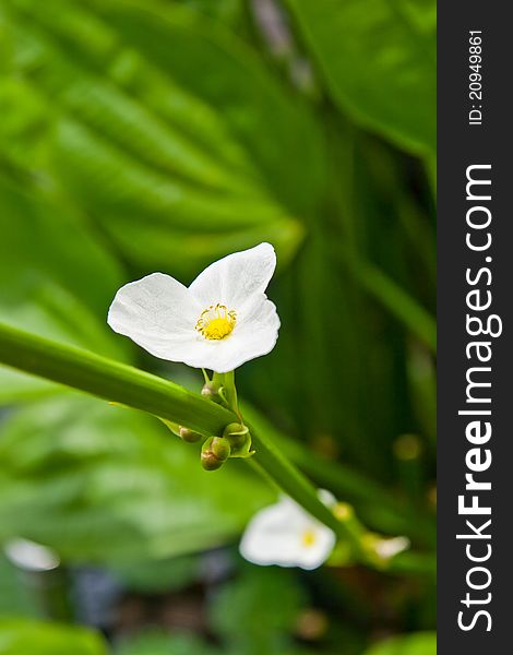 White flower in river, park. White flower in river, park