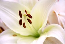 Lily Detail Stock Photos Lily Detail Stock Photos