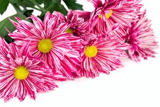 Chrysanthemum Flower Royalty Free Stock Images