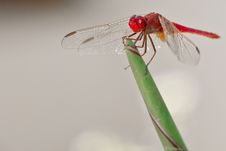 Red Dragonfly Royalty Free Stock Photography