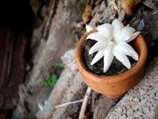 A Jasmine In Small Pot Royalty Free Stock Photography