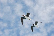 Two Seagulls Royalty Free Stock Photo Two Seagulls Royalty Free Stock Photo