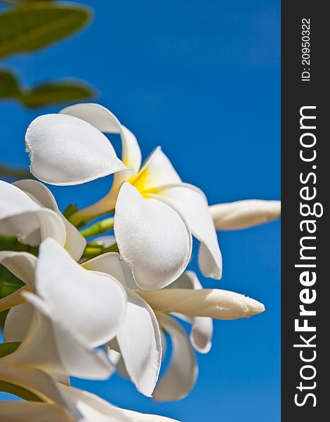 White Frangipani Flowers