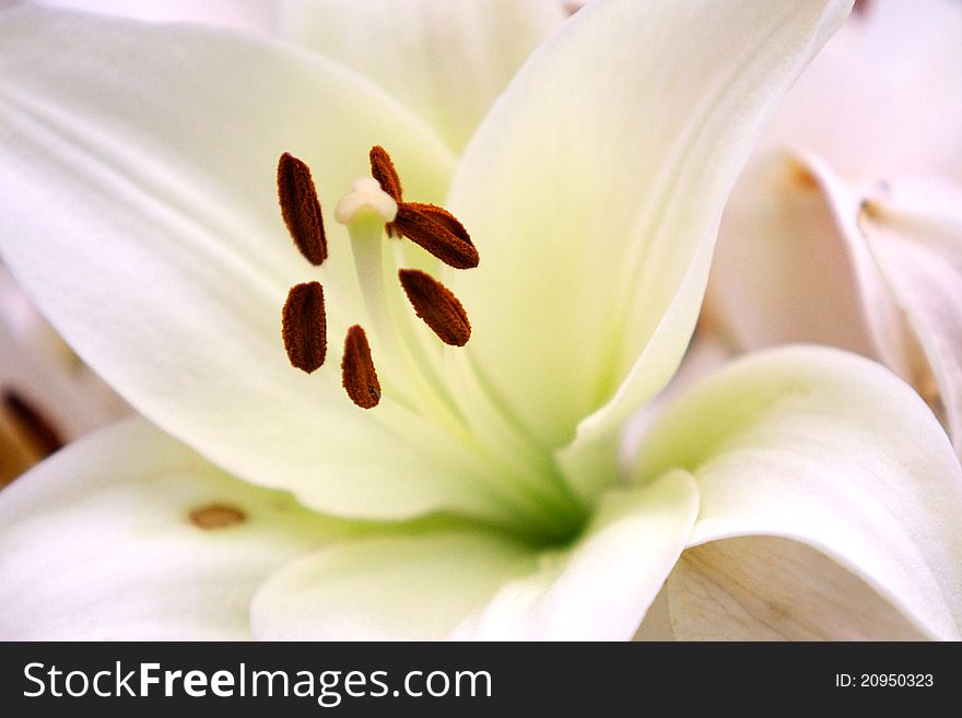 White detail of lily flower. White detail of lily flower