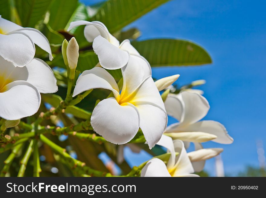 Flowers on blue sky background. Flowers on blue sky background