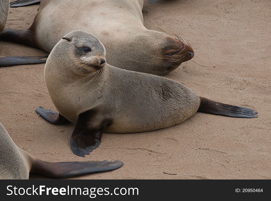 Sea lion on the beach photographed in Cape Cross, Namibia