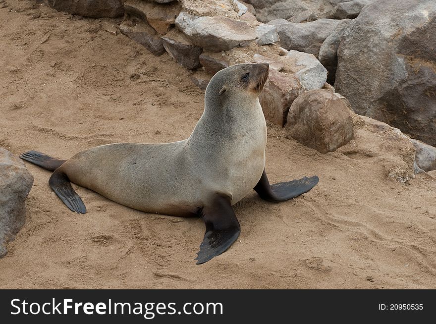 Sea lion on the beach photographed in Cape Cross, Namibia