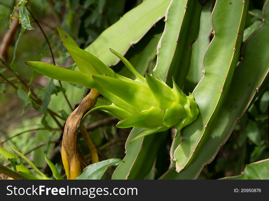 Green dragon fruit bud on a tree