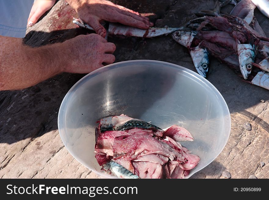 A fisherman preparing a catch of mackerel on the rocks of the coast of ireland. A fisherman preparing a catch of mackerel on the rocks of the coast of ireland