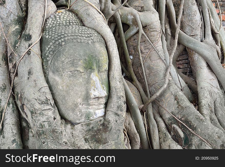 The root system of a tree have completely enveloped a statue of the Buddha in Ayutthaya. The root system of a tree have completely enveloped a statue of the Buddha in Ayutthaya