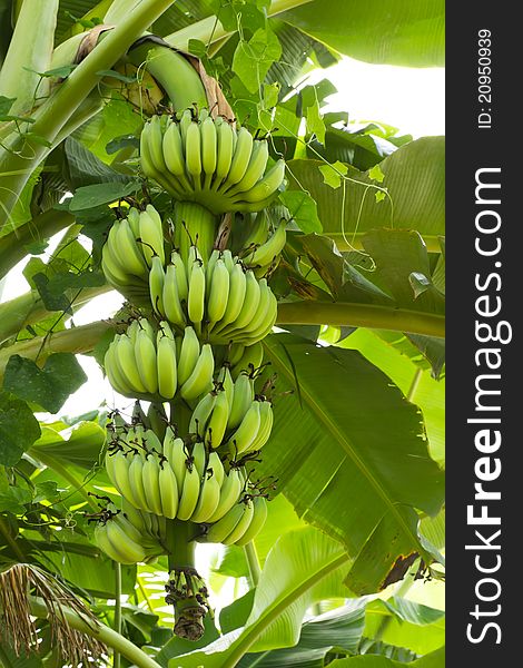 Green banana hanging on brunch banana tree