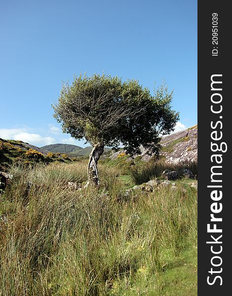 An isolated tree in the wild countryside in the kerry mountains. An isolated tree in the wild countryside in the kerry mountains