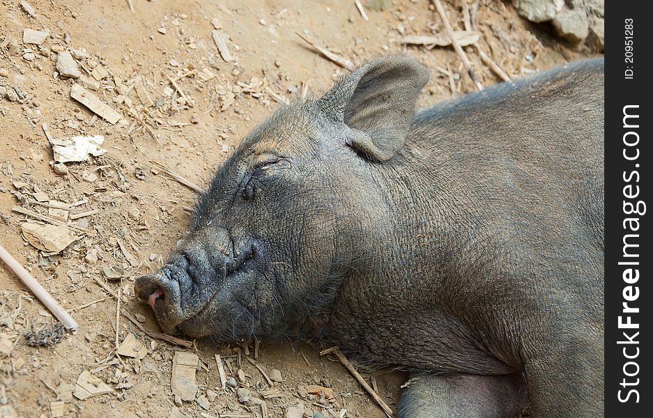 A pig sleeping on the ground - motionless and quiet. A pig sleeping on the ground - motionless and quiet.