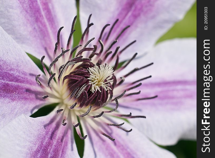 A close up macro shot of a clematis flower