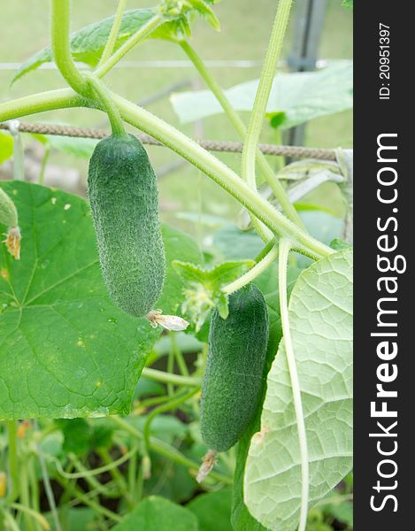 Two green cucumbers in a greenhouse