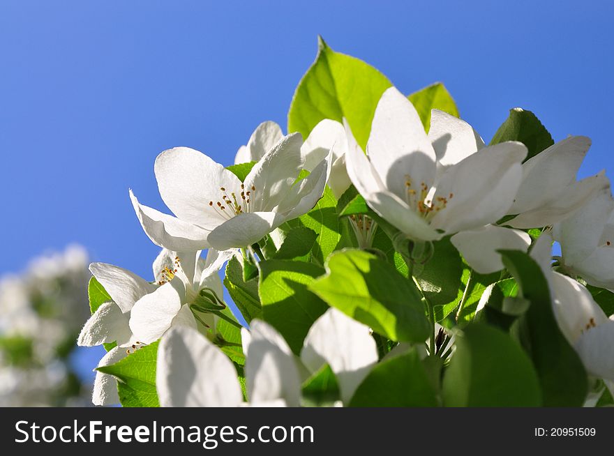 An apple tree branch with white flowers. An apple tree branch with white flowers