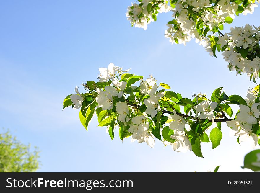 Blossom tree branch on the blue sky background. Blossom tree branch on the blue sky background