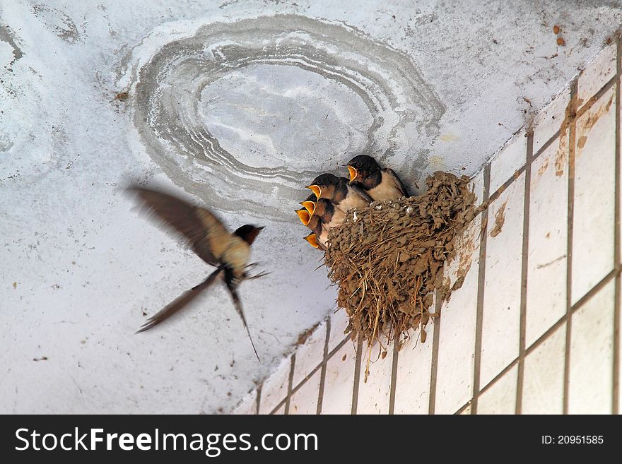 Little swallow waiting for feeding in the nest
