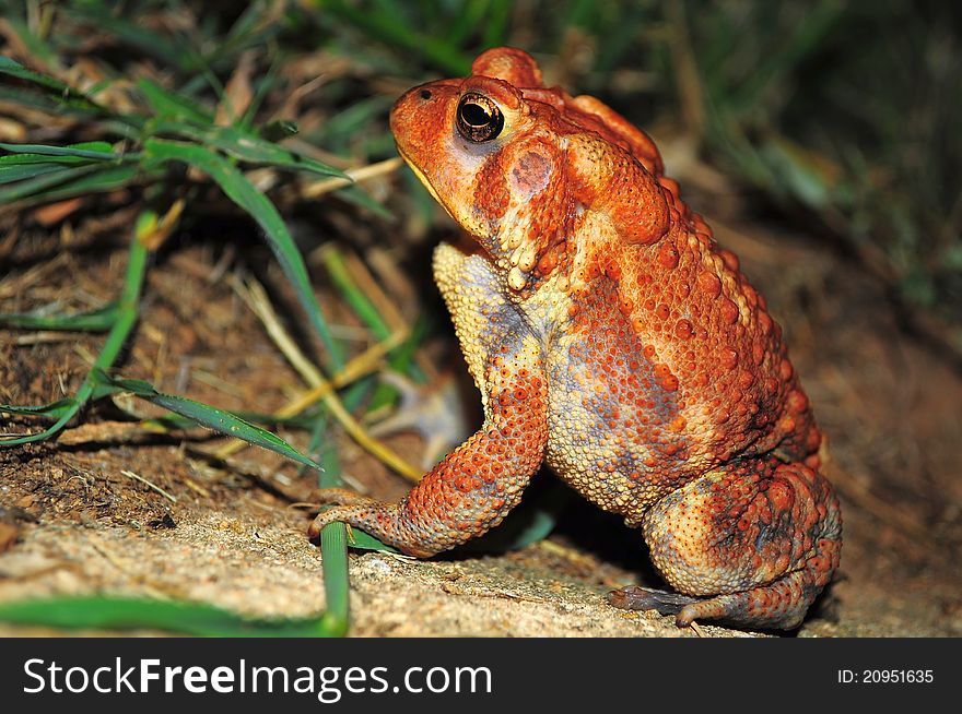 Dwarf American Toad is 6 cm long and feeds on spiders,worms and other insects. It has reddish color with darkers reds on wart areas of its body.