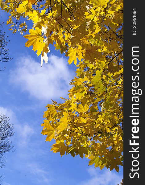 Autumn yellow leaves against the blue sky