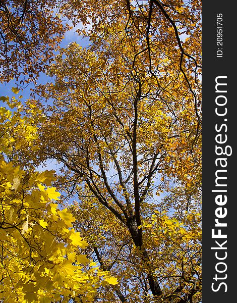 Autumn yellow leaves against the blue sky