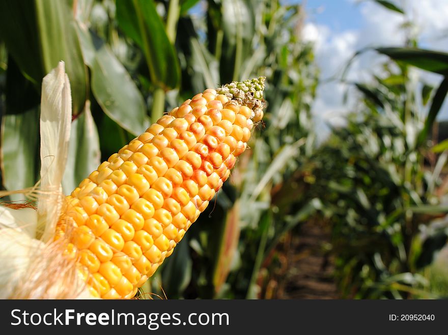 Close-up of a piece of corn. Close-up of a piece of corn.