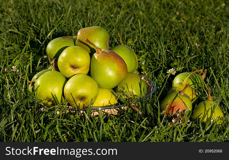 A basket of pears on the grass