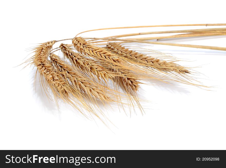 Stems wheat on white background