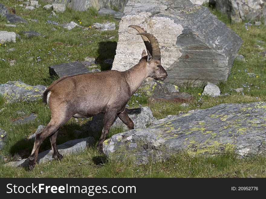 Portrait Of Young Ibex In The Alps