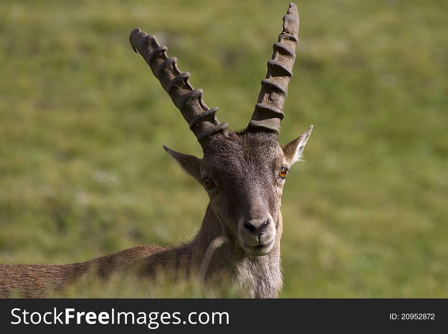 Portrait of young ibex in the Alps