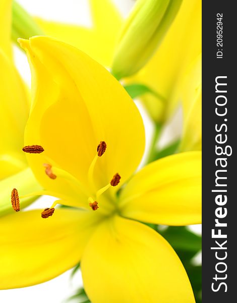 Beautiful yellow lily on white - flowers background