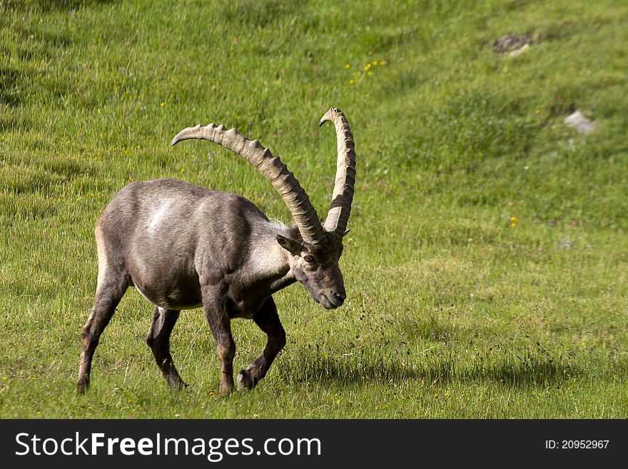 Portrait of adult ibex in the Alps