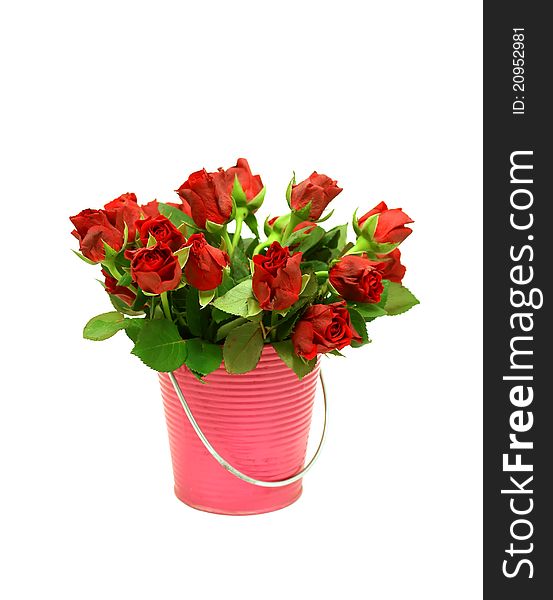 Red roses in metal bucket isolated on white. Red roses in metal bucket isolated on white