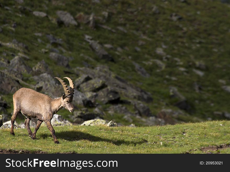 Portrait Of Young Ibex In The Alps