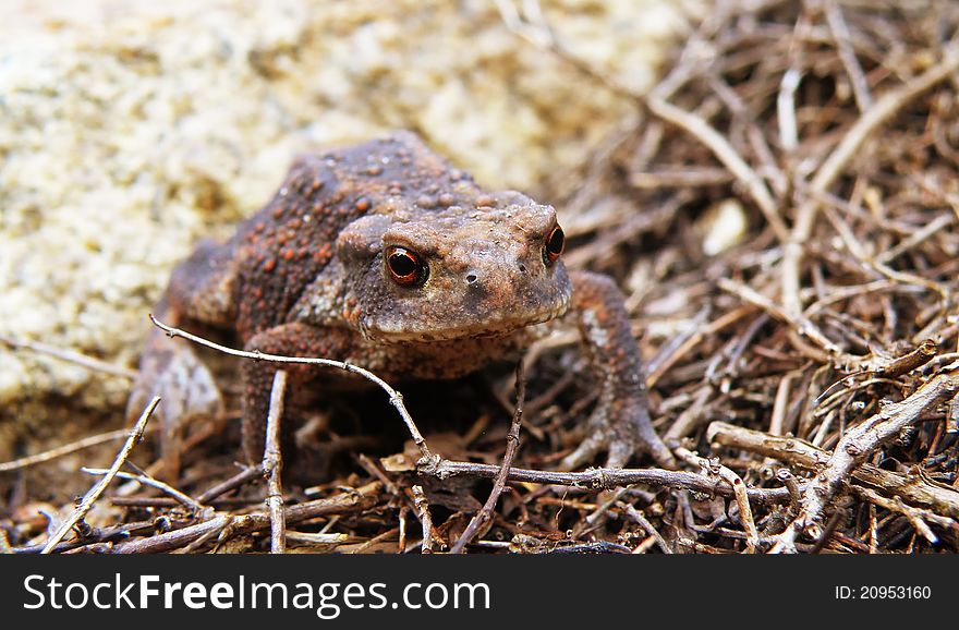 Closeup macro detail of brown frog in forest