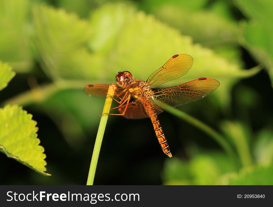 Dragonfly landing on a green stem in lush green leaves.