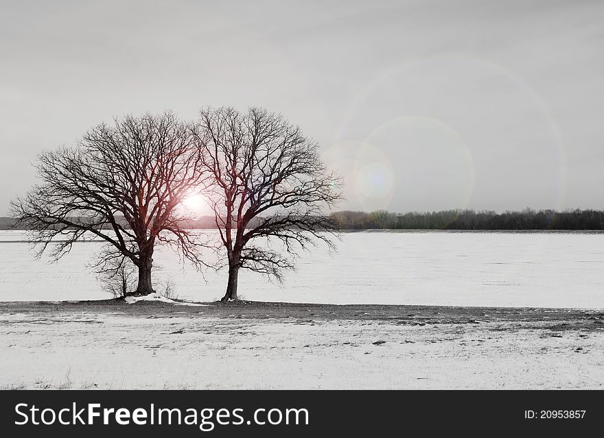 Two winter trees in the snow with a warm glow. Two winter trees in the snow with a warm glow