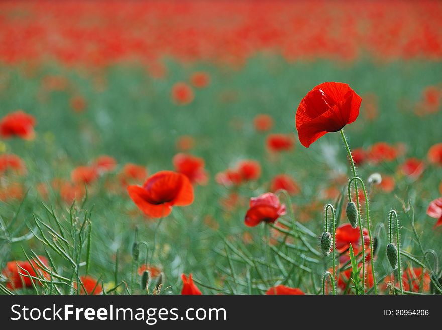 Many beautiful flowers in the spring on the poppy field. Many beautiful flowers in the spring on the poppy field