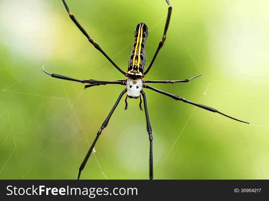 Deathhead spider, close up of tropical insect in the spiderweb