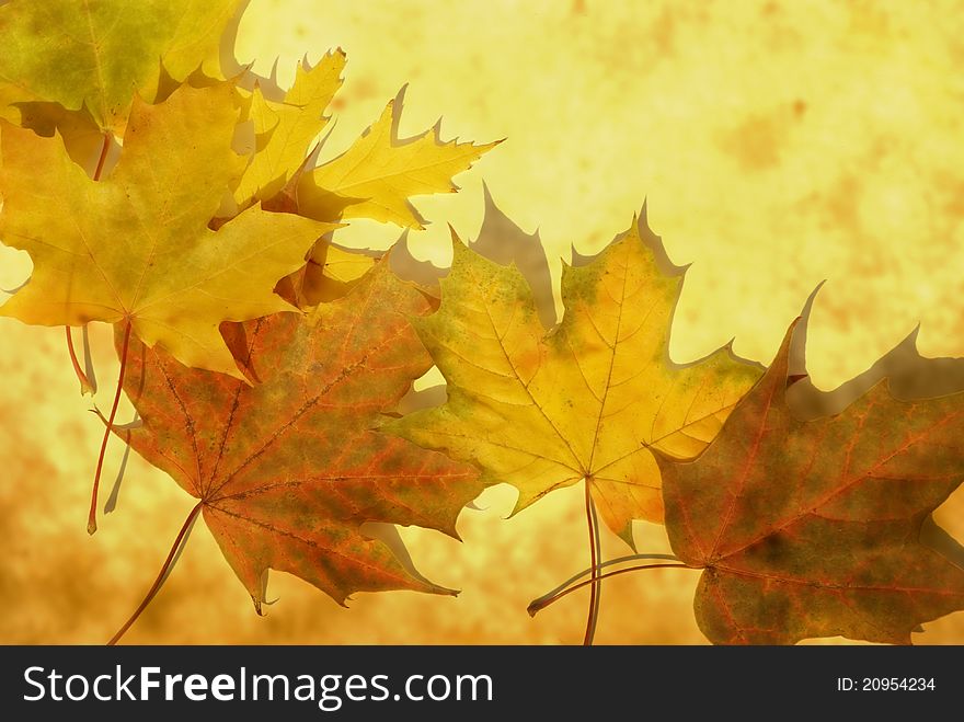 Photo of a autumn leaf on a grunge background. Photo of a autumn leaf on a grunge background