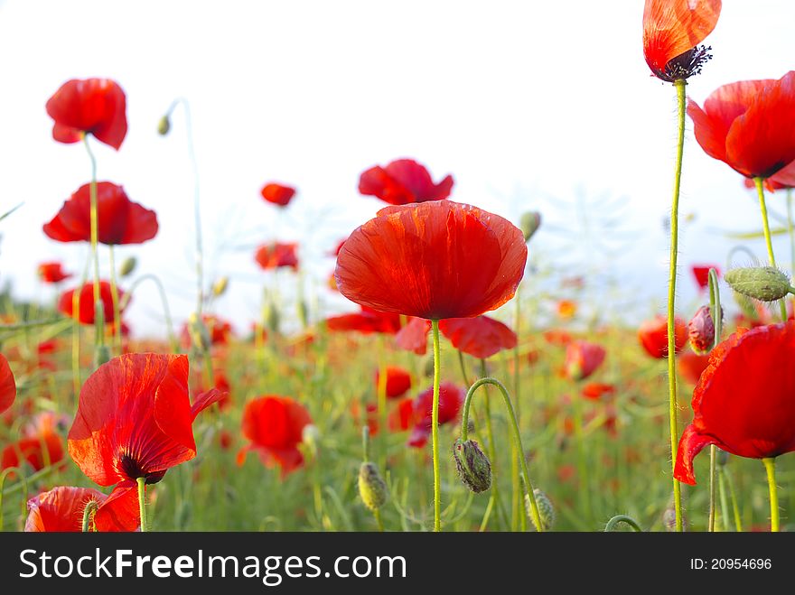 Red poppies on green field, sky and clouds