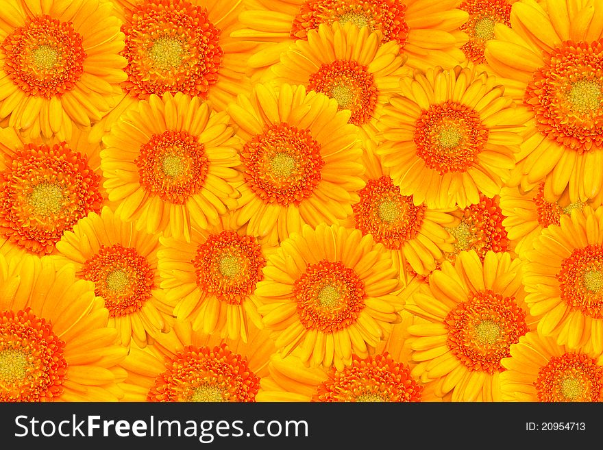 Background of yellow Daisy or Gerbera flowers. Background of yellow Daisy or Gerbera flowers
