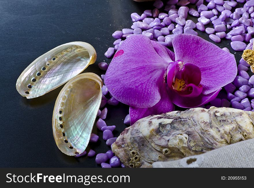 A composition with mussels and orchid. A composition with mussels and orchid